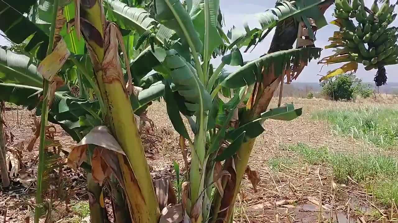 Como é uma fazenda em Goiás, Parte 4 / How is a farm in Goiás, Part 4