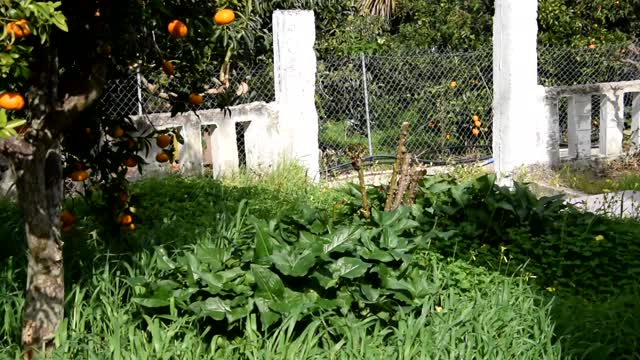 Με το ελβετικό ποιμενικό και τα ζωάκια της αυλής