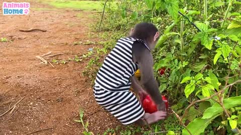 BiBi_goes_to_pick_fruit_to_make_candy_for_duckling || Animals Home