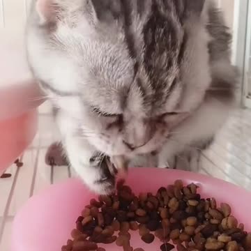 Kucing Sedang Makan Sangat lahap Sekali