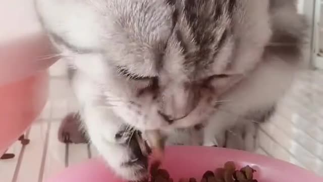 Kucing Sedang Makan Sangat lahap Sekali