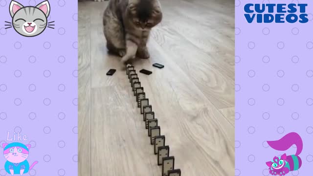 Cat reaction to falling domino pieces