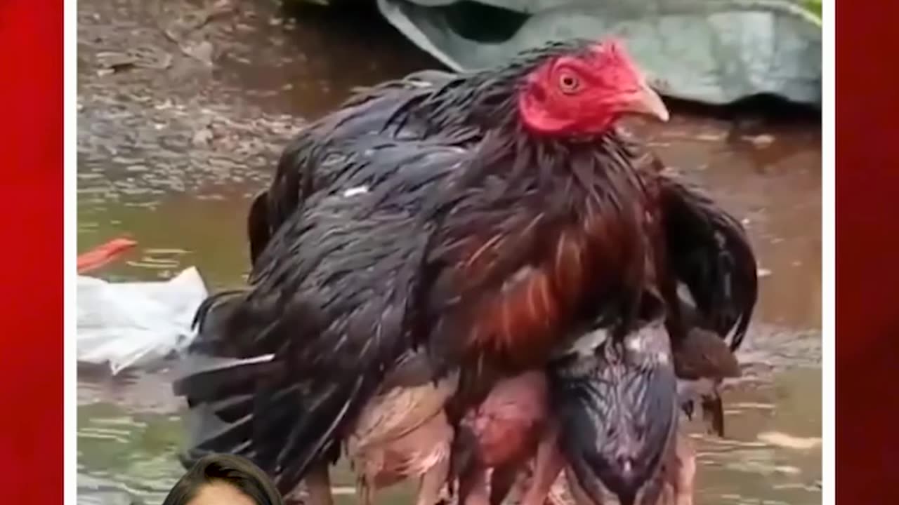 WOW.. ఇదేగా తల్లి ప్రేమంటే #motherlove in #animals #viral #shortsvideo | FBTV NEWS