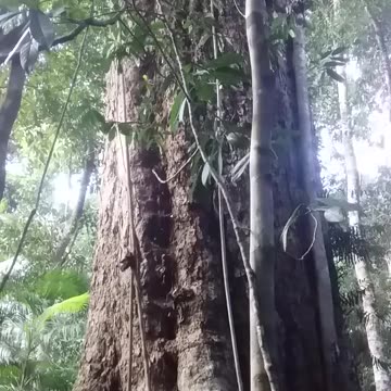 13.9.2024 A Giant Penda