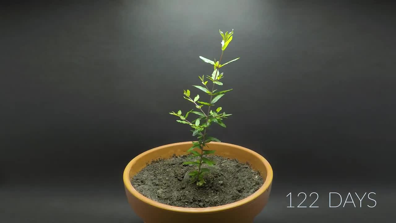 984 days in 8 minutes - Growing Plants Time-lapse Compilation