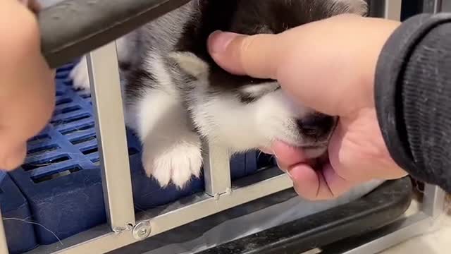 How stupid can a puppy