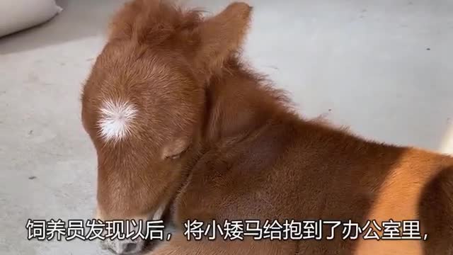 pony