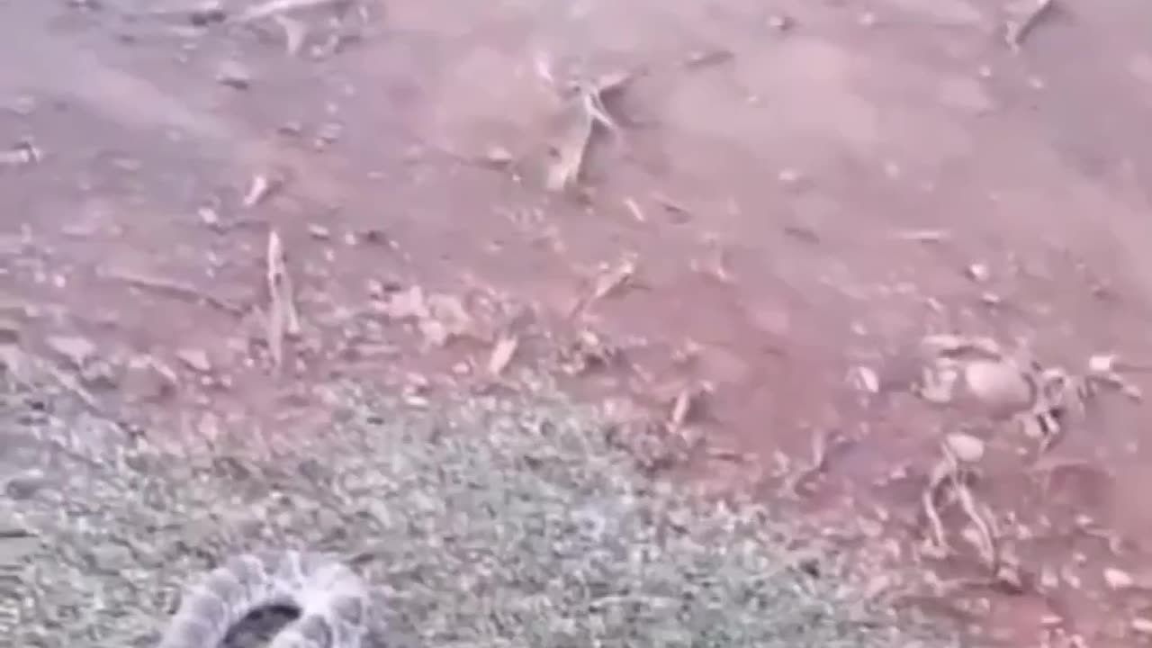 Funny animal's 🤩😍