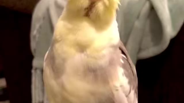 Singing cockatiel chorus