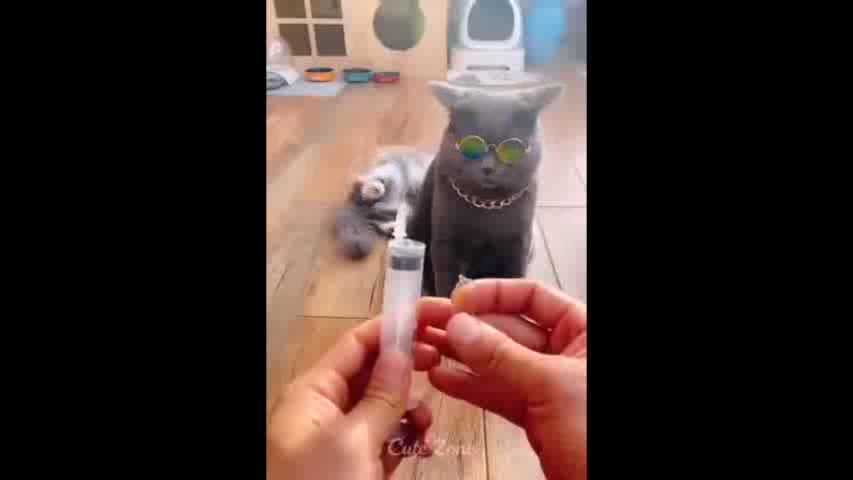 Funny cute cats.