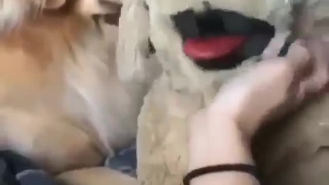 My dog ​​is jealous of the stuffed dog I spoiled