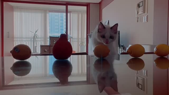 A cat that doesn't run away in front of a lemon.