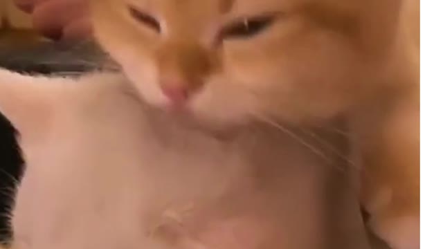 Friendship and love of two kittens