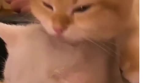 Friendship and love of two kittens