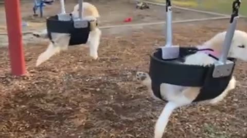 puppy cute