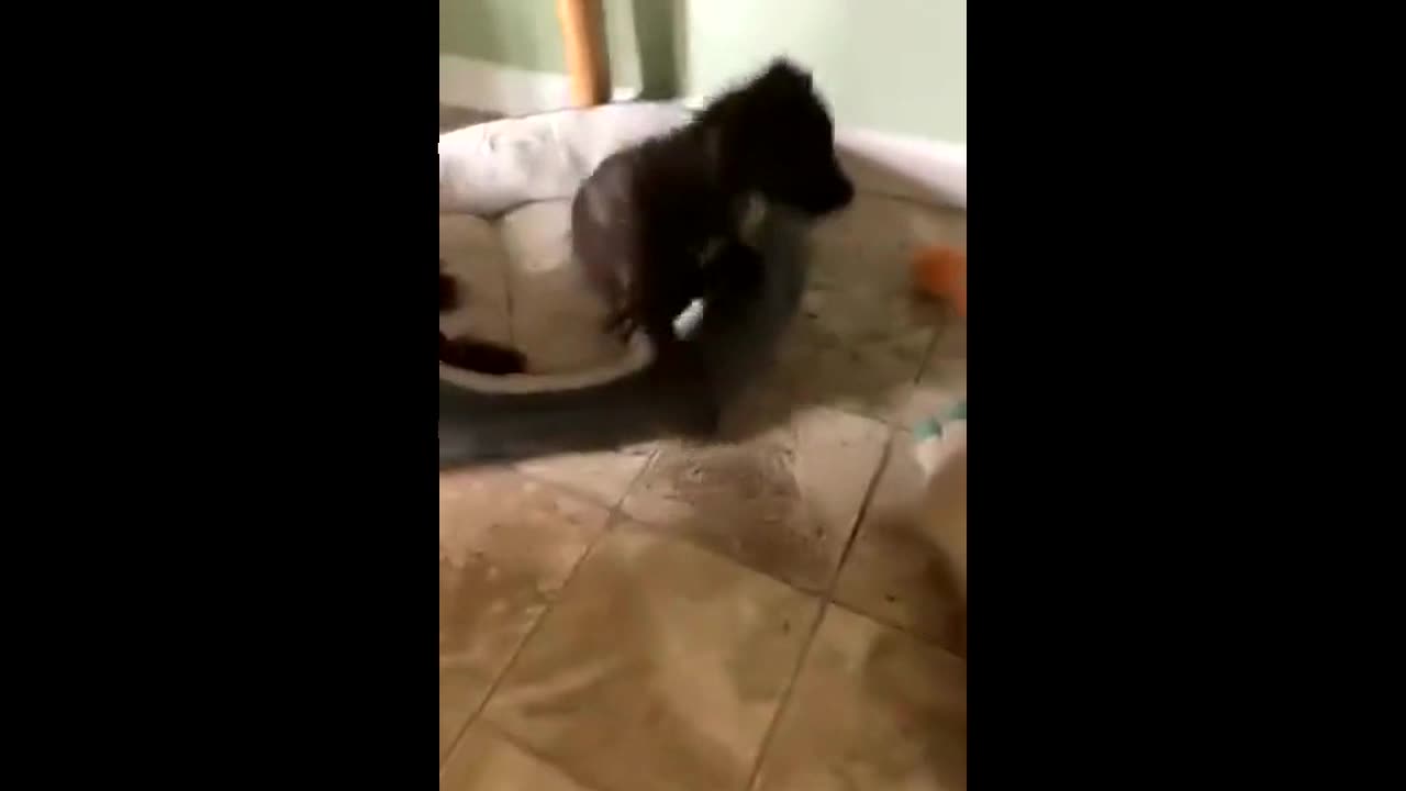 Dog has nightmare while sleeping, big sister dog comes over and cuddles