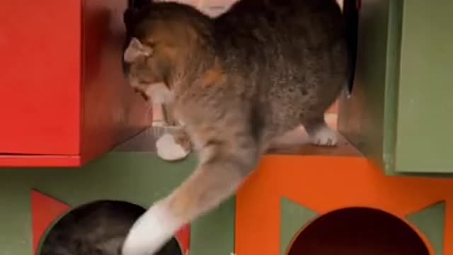 🐈 Cute kittens 😸😸 Funny Prank #Shorts