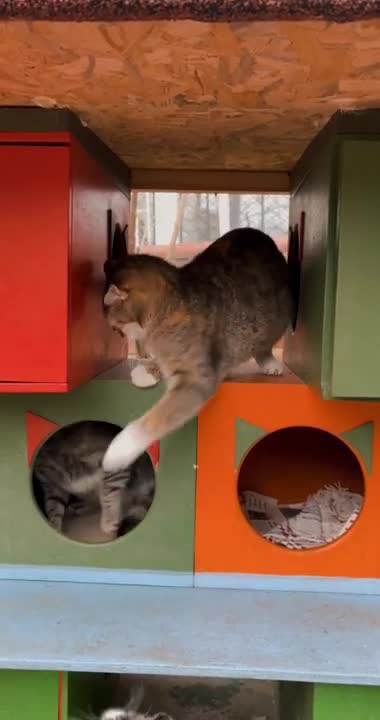 🐈 Cute kittens 😸😸 Funny Prank #Shorts