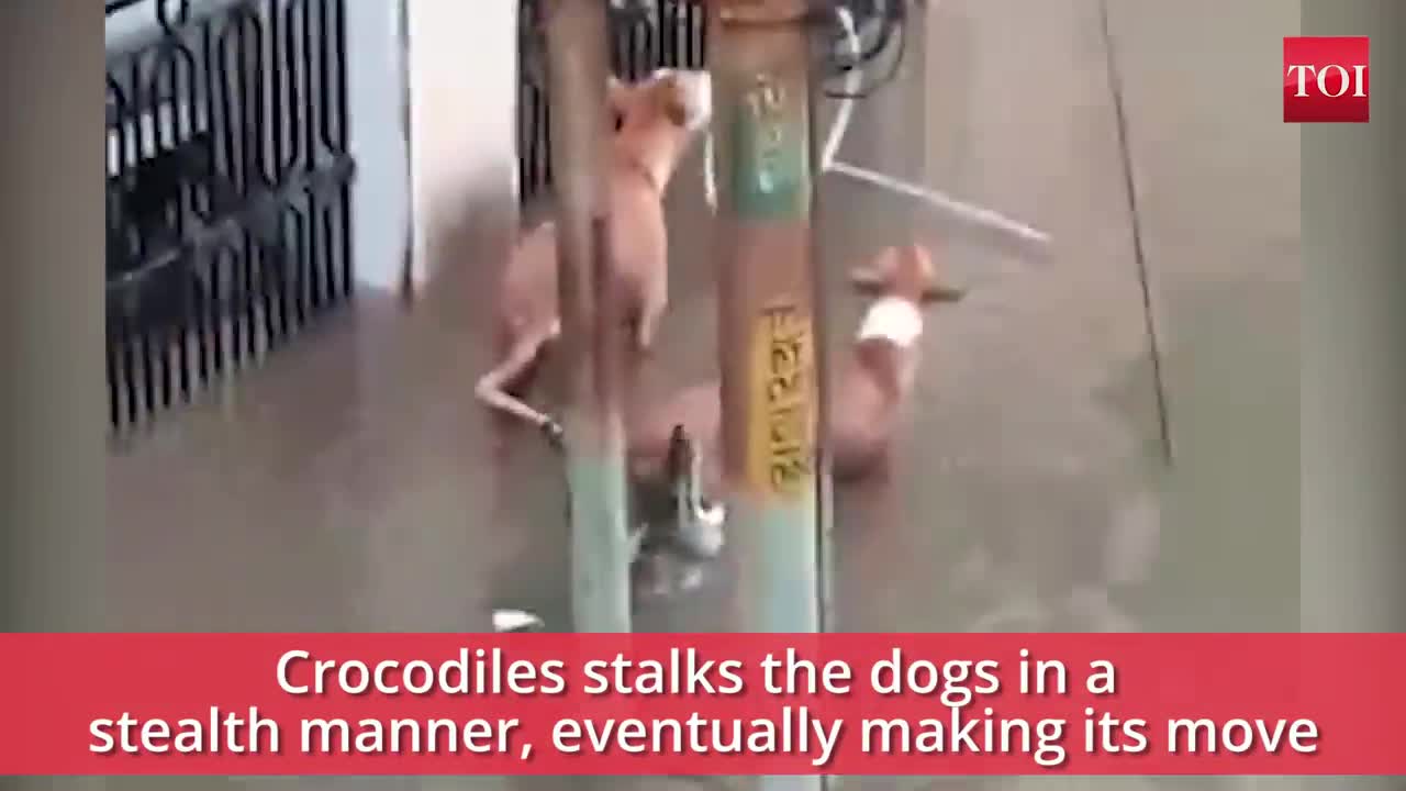 When _a_ crocodile almost made a meal of dogs