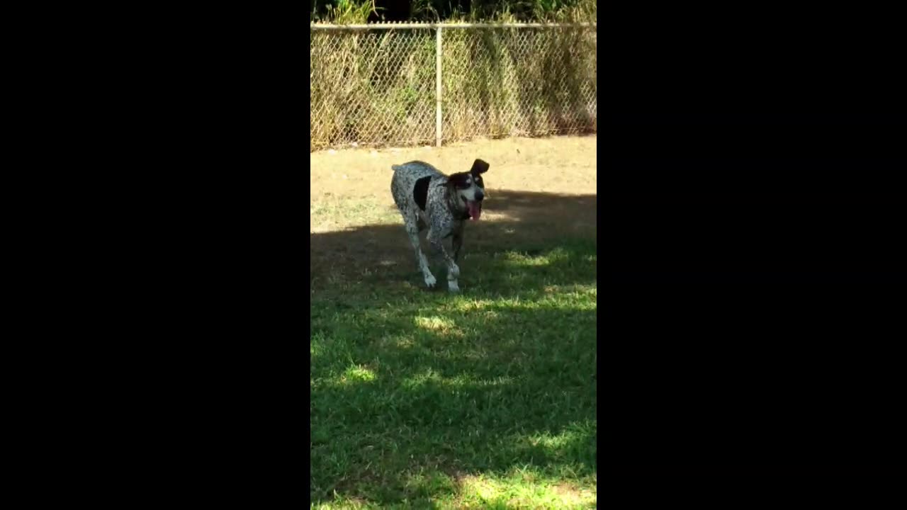 Rumble in Kailua