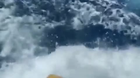 Landing a marlin that isn't quite tired out