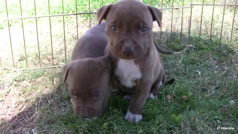 Pit Bull Growls and Snaps at Her