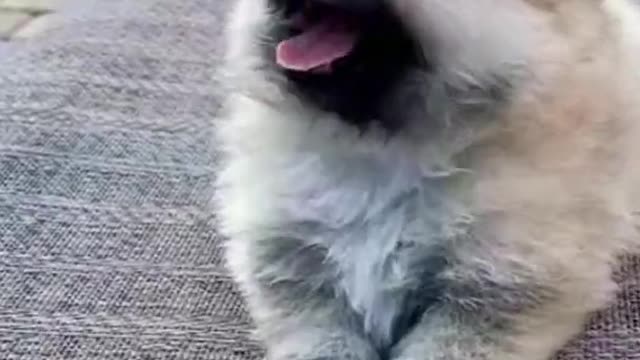 Cute Little Puppy Video