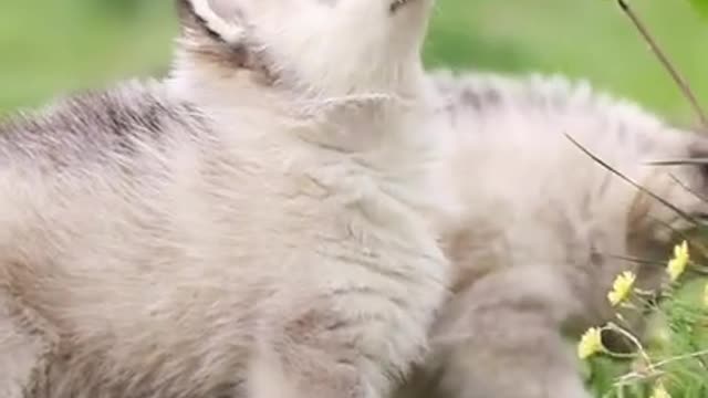 Lovely and Funny Animals Cute Kittens and Funny Cat video Clip HD