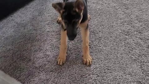 Kai going after the mop