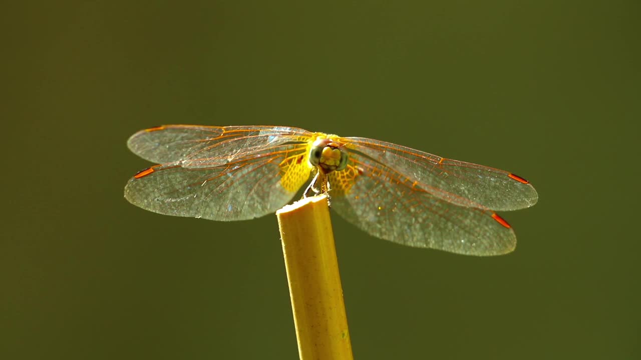 Dragonfly Insect Macro Nature