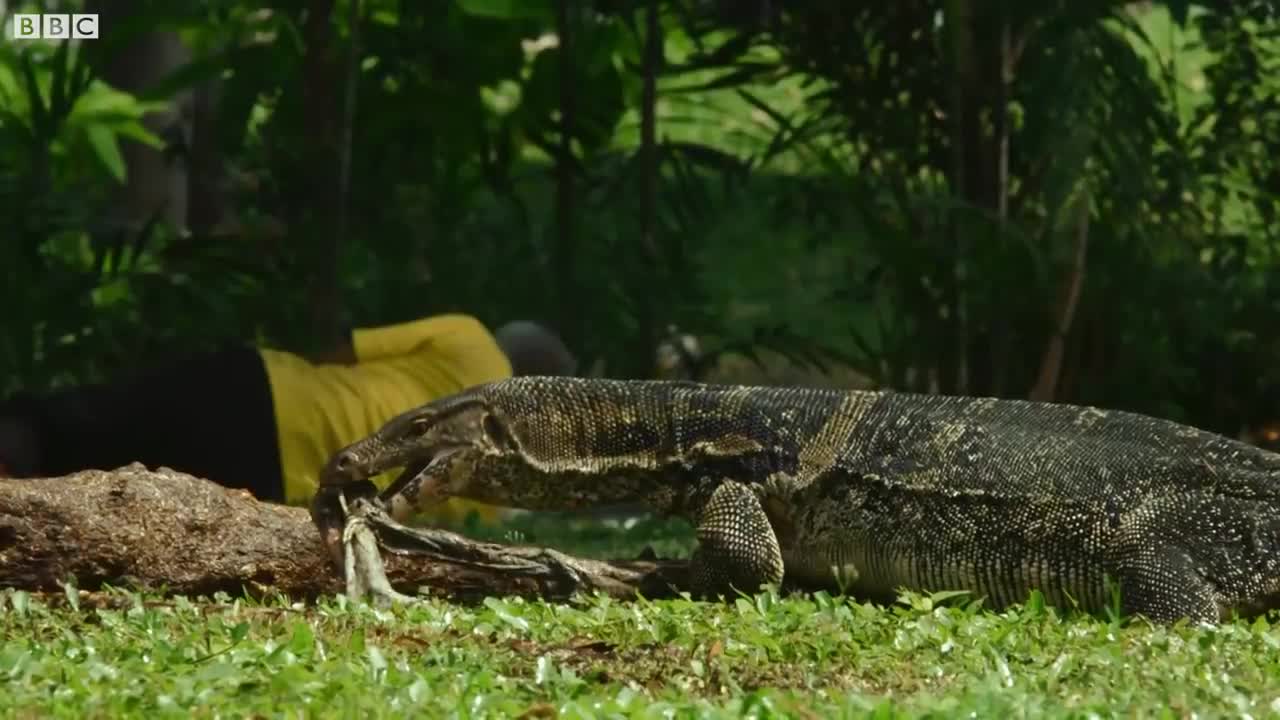 Giant Carnivorous Lizards in Thailand | Wild Thailand | BBC Earth