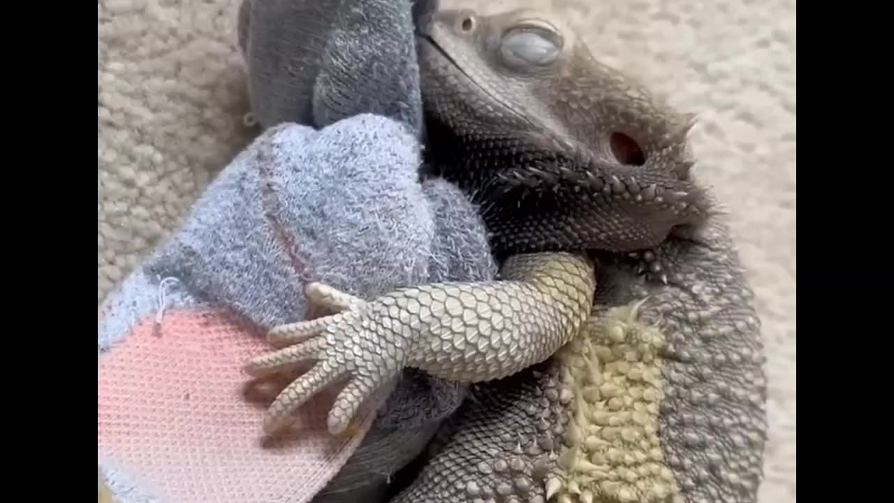 one of the strongest relationships on the internet🦎🧦