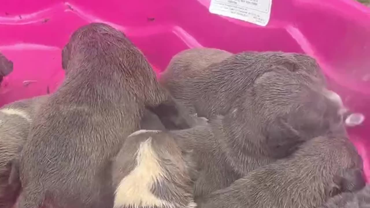 Baby Pitbulls get a Bath