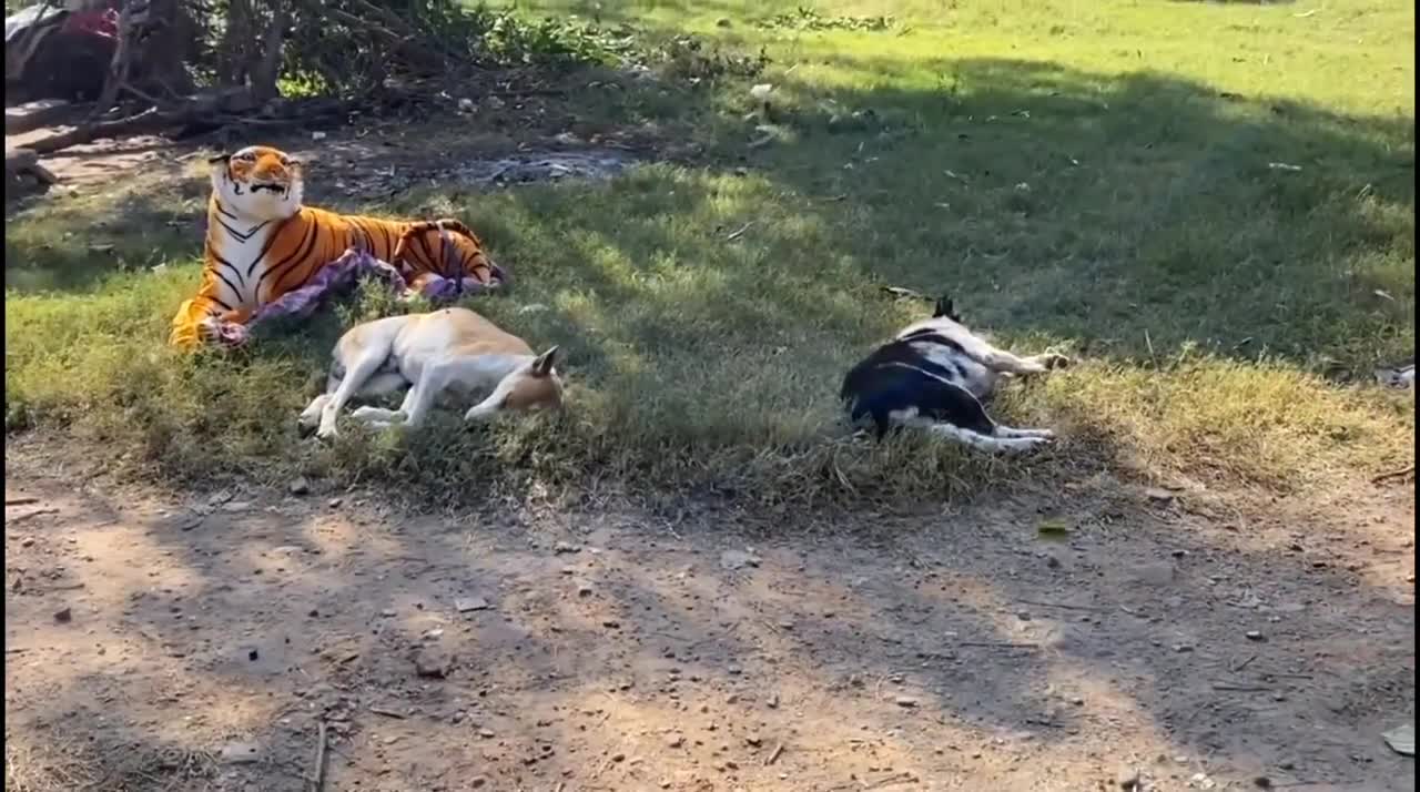 Fake tiger prank on funny dogs | funny video | just for laugh