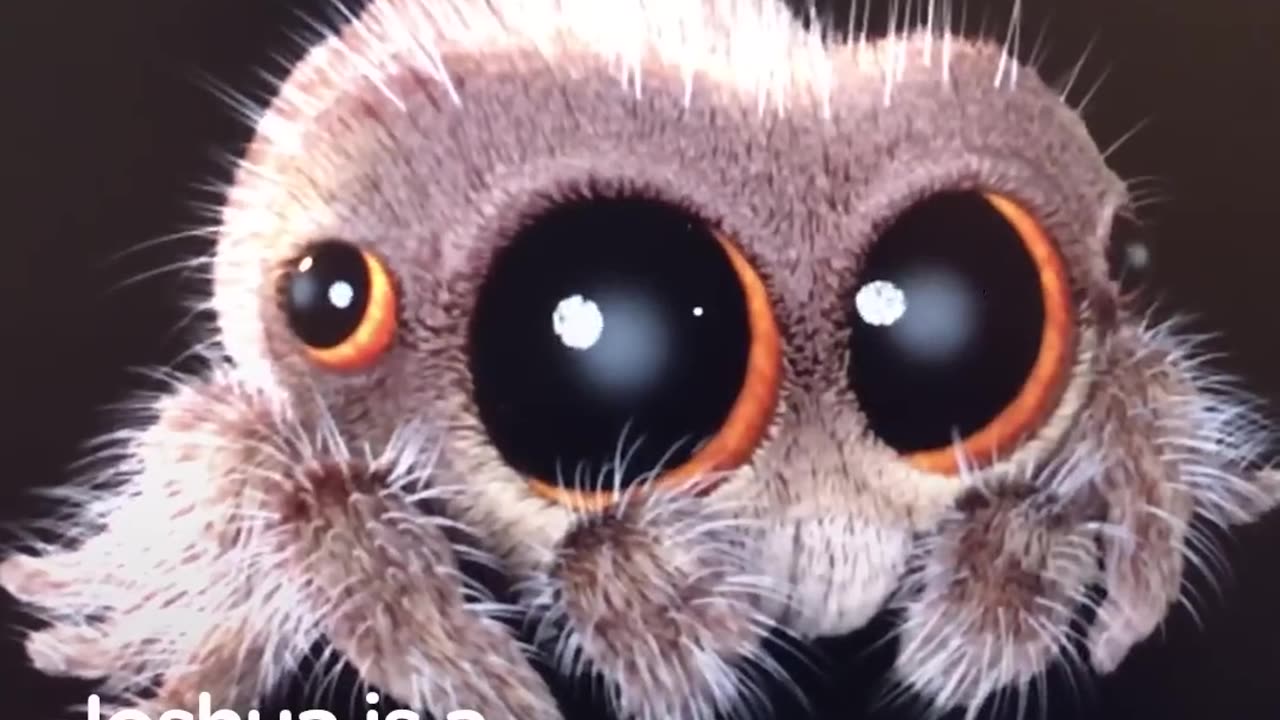 Lucas The Spider Creator Explains How He Makes People Fall In Love With Spiders | The Dodo