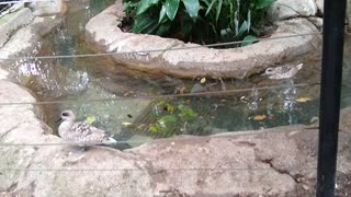 Aviary At The Dallas Zoo