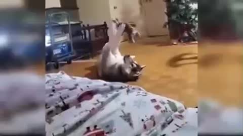 Funny and Cute Dogs 🐶🐕
