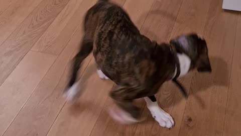 Tail chasing