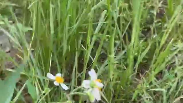 Small white flower