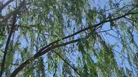 sunshine under willow tree