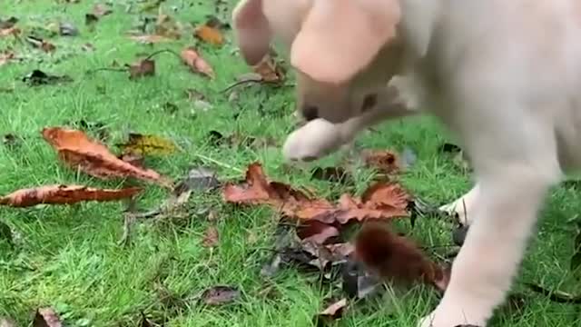 Baby Dogs Cute and Funny Dog Videos Compilation