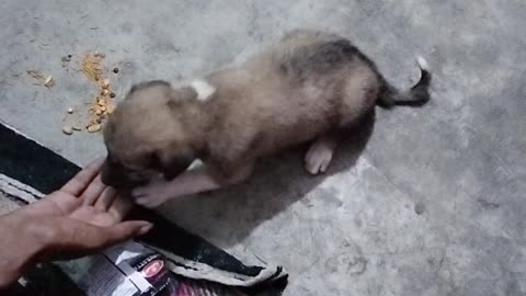 Hungry bich baby so eating the namkeen
