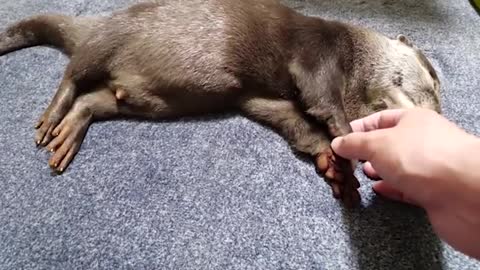 Smart and cute otter