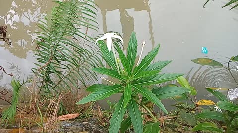 Plate Glass flower