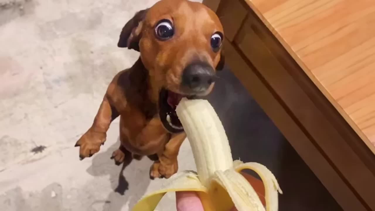 The funniest unexpected DOG MOMENTS on earth! 🤣🐶