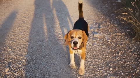 A good dog walks in a pine park in the sunset slow motion