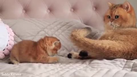 cat funny video