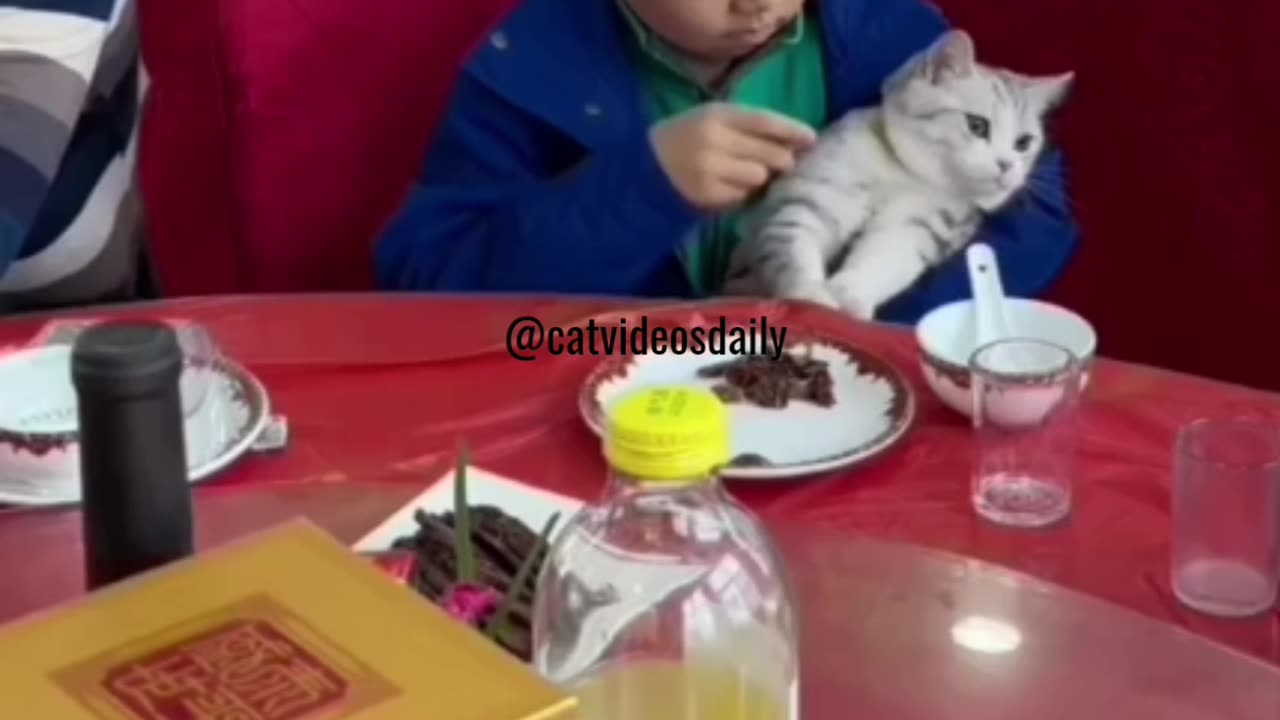 Funny Cat Moments