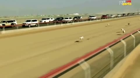 Arabian Dog Racing