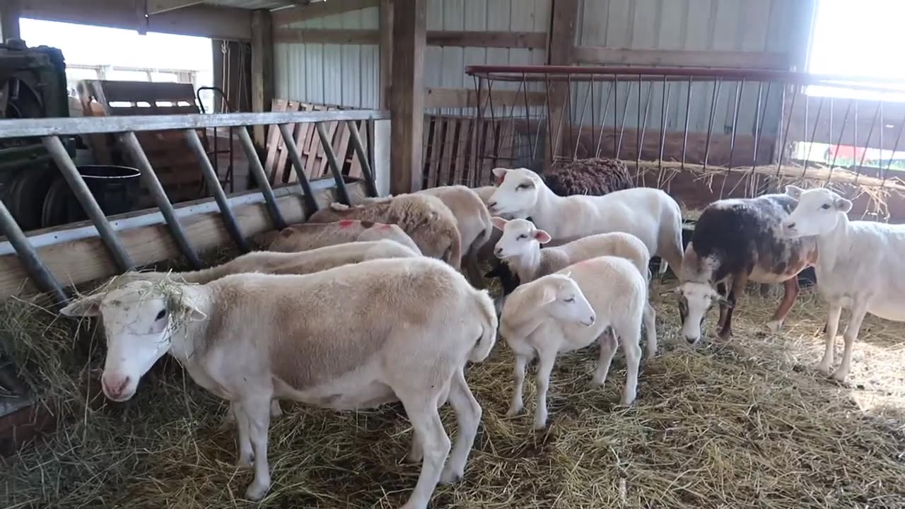 Caring For Sheep (A & D Homestead)